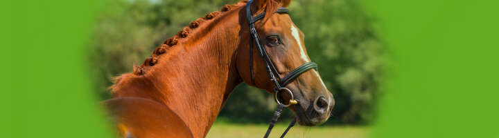 trense kategorieeinstiegsbanner